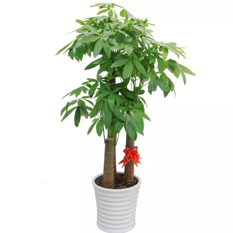 别墅装潢风水植物 别墅装潢风水植物